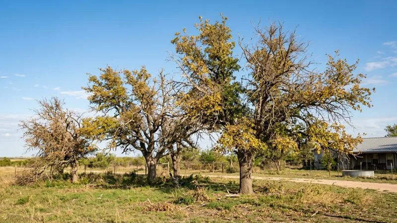 Certified arborist examining diseased tree leaves on a property in Tom Green County near San Angelo