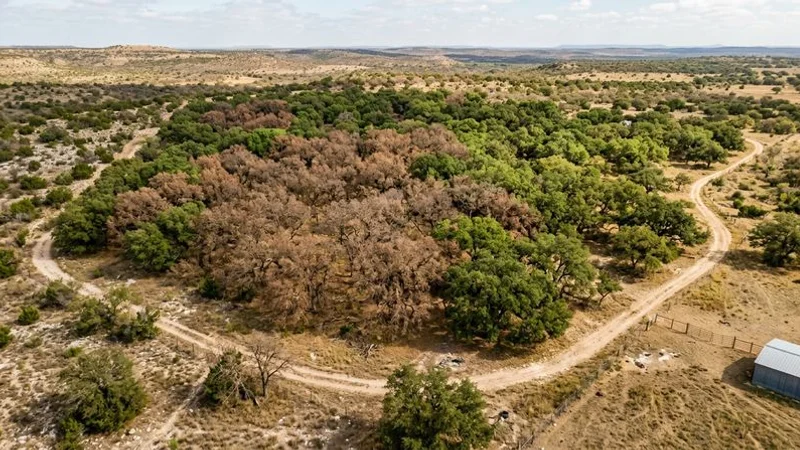 Diagram showing oak wilt spread through root grafts and beetle vectors