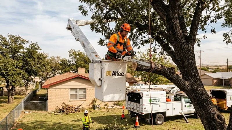 Arborist performing professional tree trimming