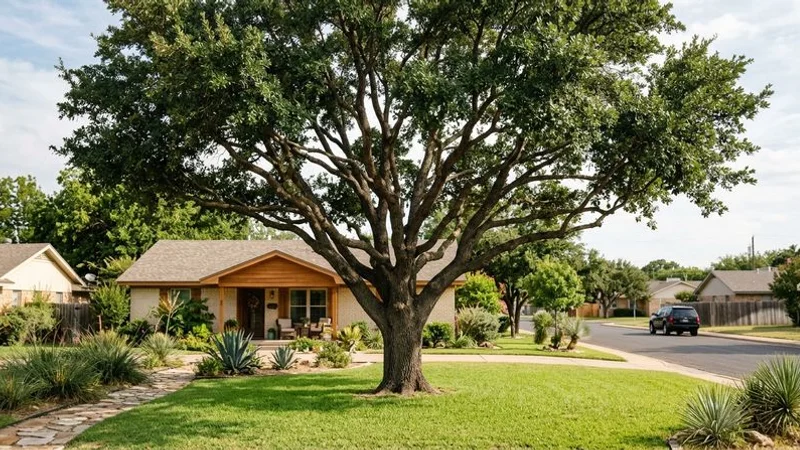 Mature live oak with proper pruning structure